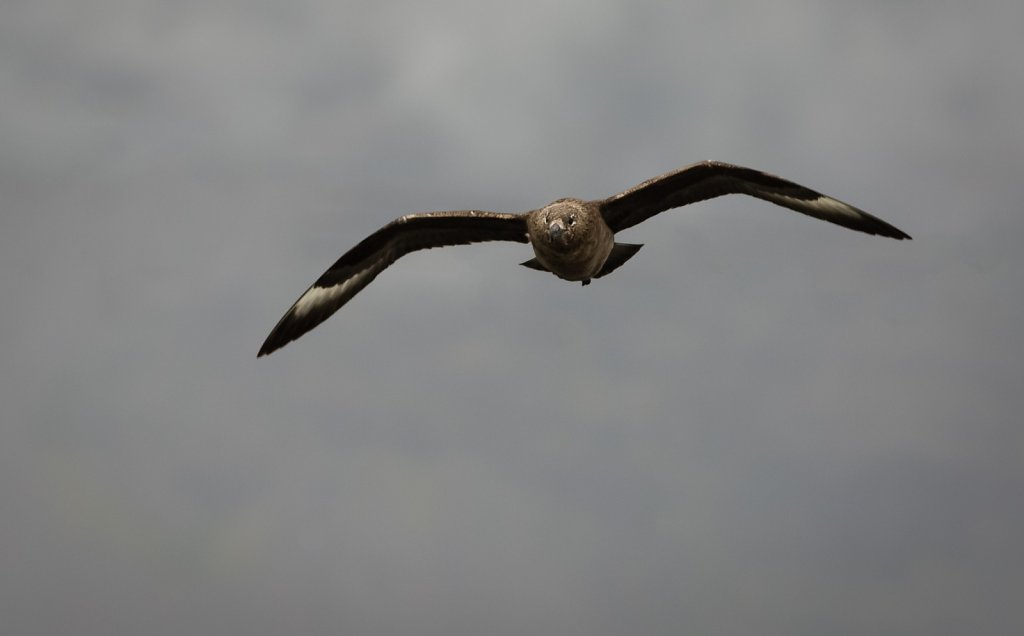 Great Skua