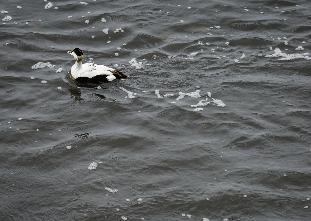 Common Eider