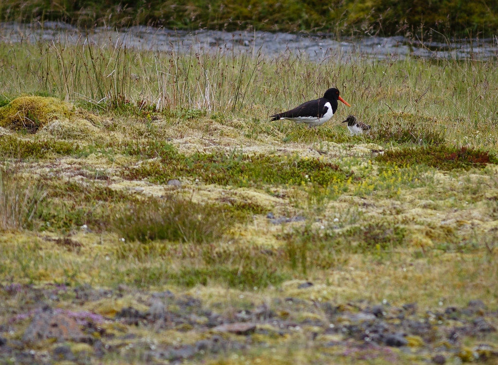 Eurasian Oystercatcher