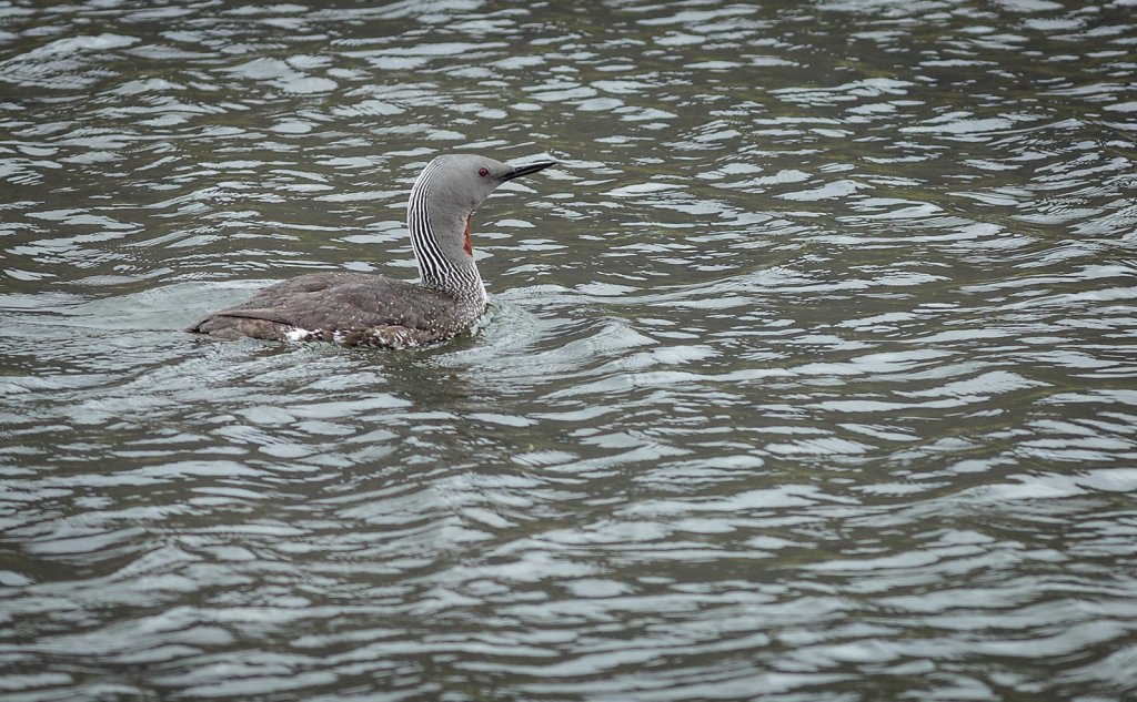 Red-throated Loon