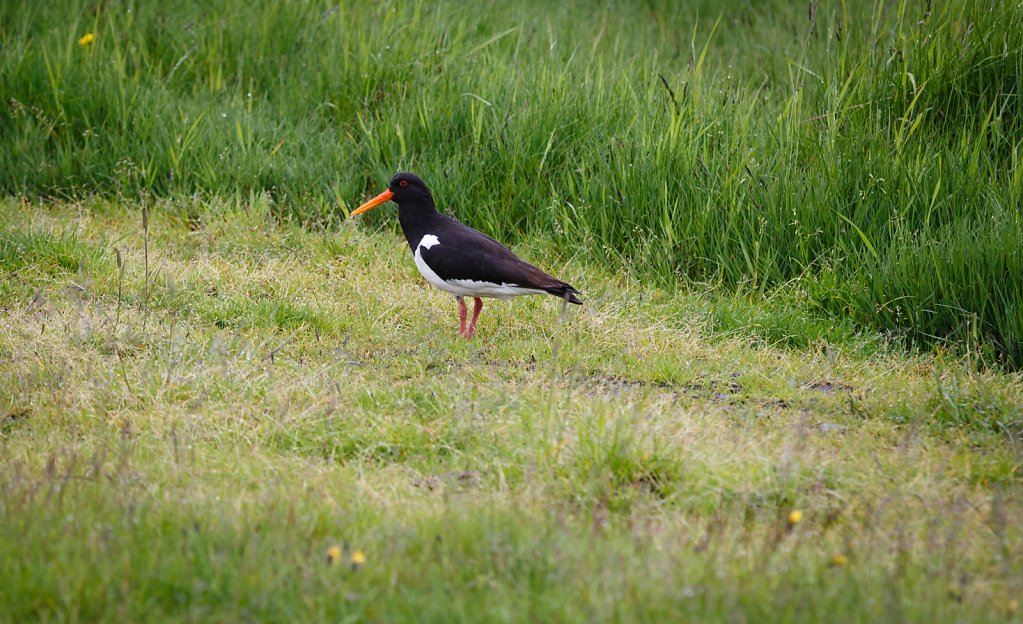 Eurasian Oystercatcher