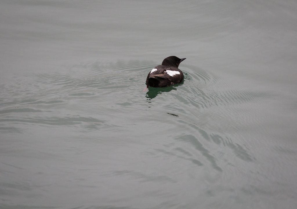 Black Guilemot