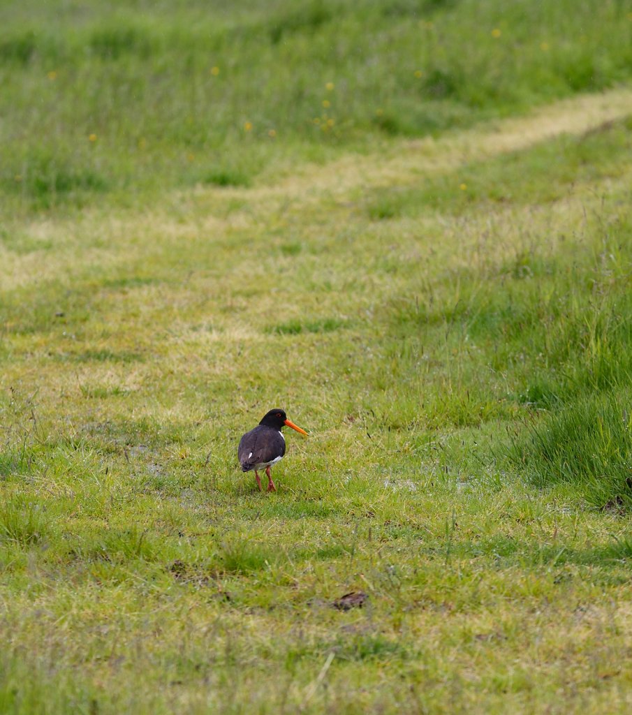 Eurasian Oystercatcher