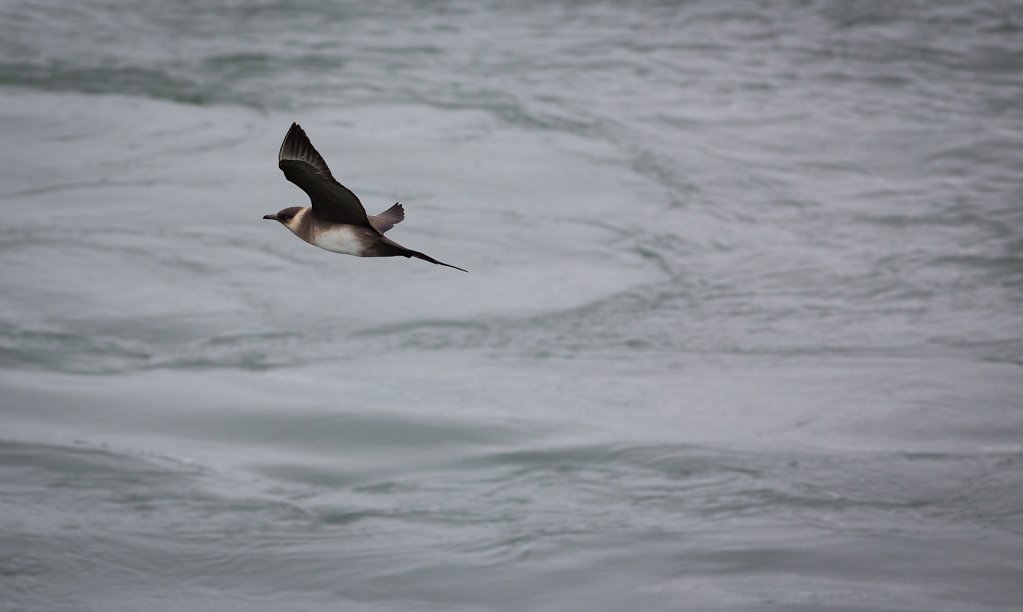 Arctic Skua